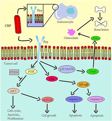 The Basic Characteristics of the Pentraxin Family and Their Functions in Tumor Progression